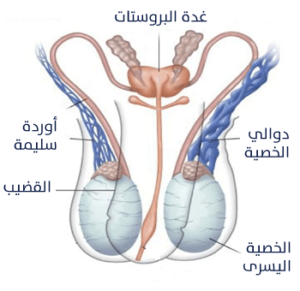 انسداد الصمامات داخل الأوعية الدموية المغذية للخصيتين