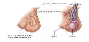 كيفية معرفة دوالي الخصية هل ظهور عروق فيها